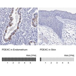 PDE4C Antibody, Novus Biologicals:Antibodies:Primary Antibodies
